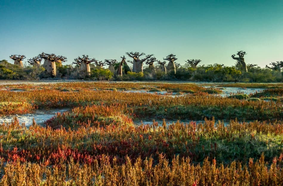 マダガスカル バオバブ,Madagasikara Baobab
