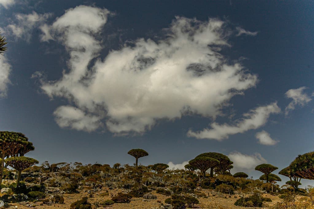 竜血樹,ソコトラ島,dragon's blood tree,dragon tree,Socotra
