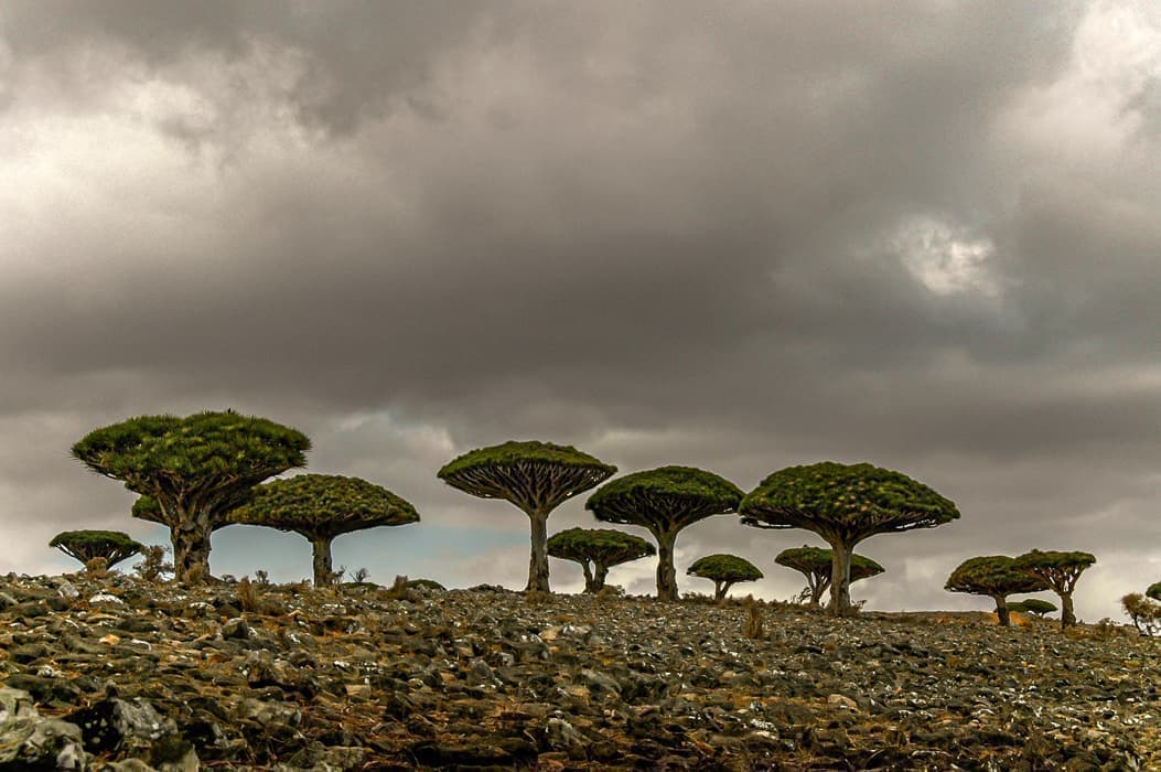 竜血樹,ソコトラ島,dragon's blood tree,dragon tree,Socotra