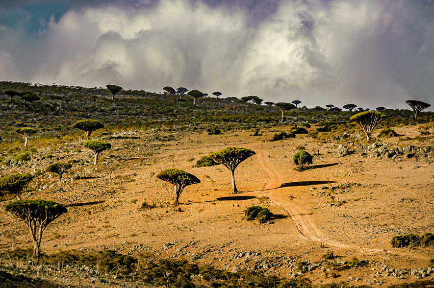 竜血樹,ソコトラ島,dragon's blood tree,dragon tree,Socotra