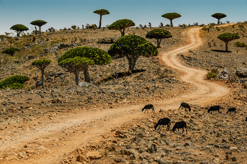 竜血樹,ソコトラ島,dragon's blood tree,dragon tree,Socotra